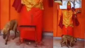 ஹனுமனையே வட்டமாக சுற்றி வந்த விநோத நாய்.. 5 நாள் சாப்பிடல!