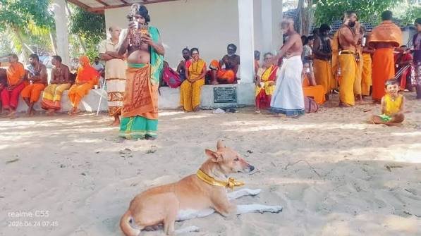33 நாட்களாக யாழ்- கதிர்காம பாதயாத்திரிகர்களோடு பயணிக்கும் சுப்ரமணியம் நாய்