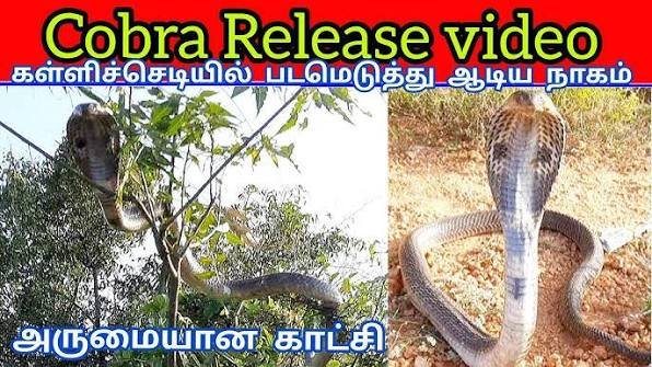 கோதுமை நிற பாம்பு.. நாகப்பாம்பும் இதுவும் ஒன்றா?