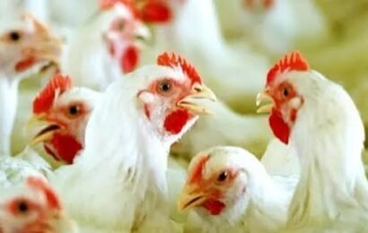 ரூ.400 -ஐ தொட்ட கறிக்கோழி விலை.. விற்பனையை நிறுத்த திட்டம்?