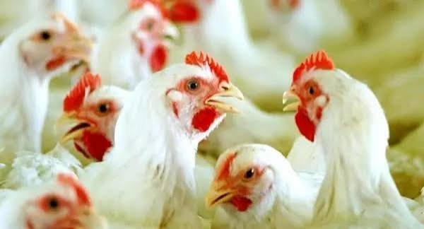ரூ.400 -ஐ தொட்ட கறிக்கோழி விலை.. விற்பனையை நிறுத்த திட்டம்?