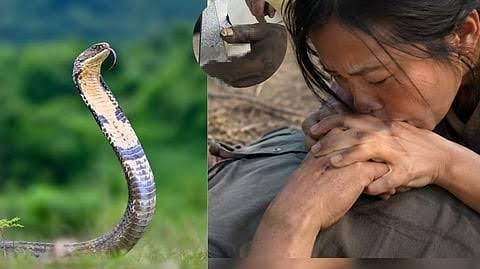 கணவரை காப்பாற்ற பாம்பு விஷத்தை வாயால் உறிஞ்சிய மனைவிக்கும் விஷம் பரவிய ஆபத்து: பாம்பு கடித்தால் என்ன செய்யக்கூடாது? கணவரை காப்பாற்ற பாம்பு விஷத்தை வாயால் உறிஞ்சிய மனைவிக்கும் விஷம் பரவிய ஆபத்து: பாம்பு கடித்தால் என்ன செய்யக்கூடாது?