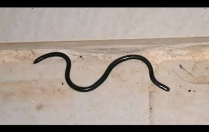 கருத்தரித்தல் இல்லாமலேயே தன் சந்ததியை உருவாக்கும் குருட்டுப் பாம்பு ?