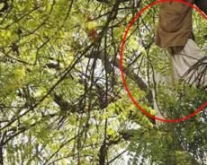 விகாரை மரத்தில் தொங்கிய வெளி நாட்டவரின் சடலம் ?வவுனியாவில் மரத்தில் இருந்து வீழ்ந்து