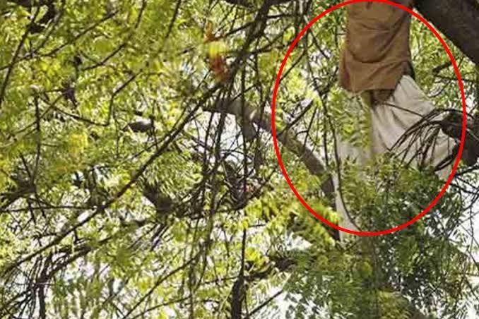 விகாரை மரத்தில் தொங்கிய வெளி நாட்டவரின் சடலம் ?வவுனியாவில் மரத்தில் இருந்து வீழ்ந்து விகாரை மரத்தில் தொங்கிய வெளி நாட்டவரின் சடலம் ?வவுனியாவில் மரத்தில் இருந்து வீழ்ந்து