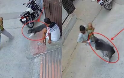 சிக்கா காலனியில் குழந்தையை கவ்வி இழுத்துச் சென்ற பிட்புல்