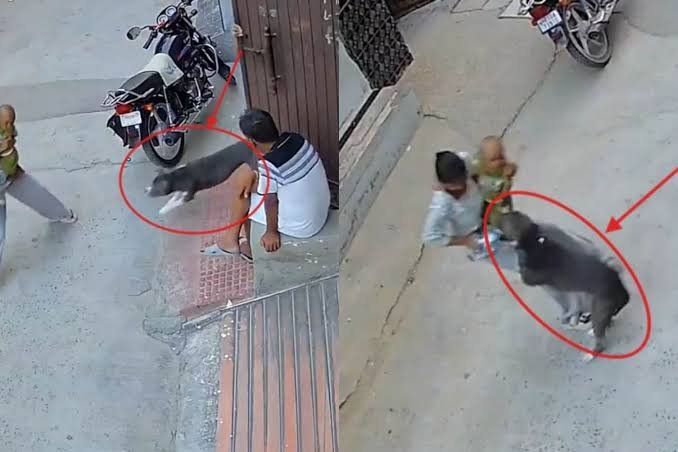 சிக்கா காலனியில் குழந்தையை கவ்வி இழுத்துச் சென்ற பிட்புல் சிக்கா காலனியில் குழந்தையை கவ்வி இழுத்துச் சென்ற பிட்புல்