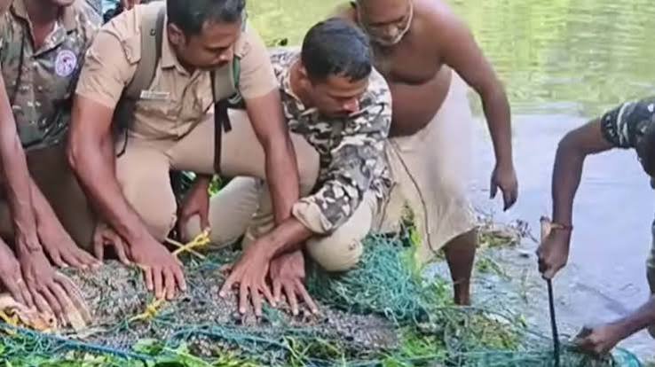 கன்னியாகுமரியில் ராட்சத முதலை வலையில் சிக்கியது கன்னியாகுமரியில் ராட்சத முதலை வலையில் சிக்கியது