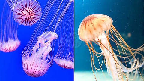 ஜெல்லி மீன் மீண்டும் மீண்டும் மரணமின்றி வாழும் புதிய தகவல்கள்!