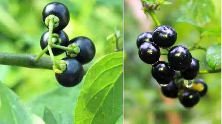 வாய்ப்புண்ணுக்கும் வயிற்றுப்புண்ணுக்கும் மணத்தக்காளி